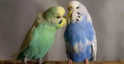 Muhabbet Kuşları Ekmek Yer Mi? İşte Uzman Görüşleri ve Riskler