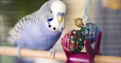 Muhabbet Kuşları Marul Yer Mi? İşte Cevabı ve Zararları