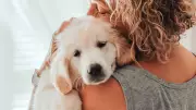 Golden Retriever ve İnsanların Duygusal Genleri Aynı Çıktı