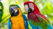 Papağanların İnsan Dilini Taklit Etme Sırrı: Sosyal Bağ ve Fizyoloji