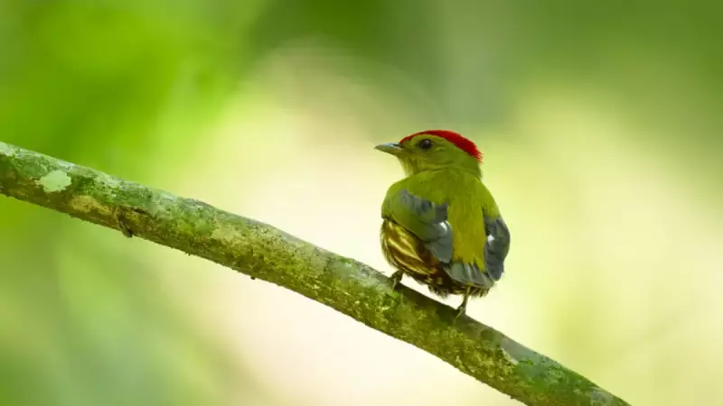 3700 Kuş Türü Tehlike Altında: Ekosistem Çöküşü Kapıda