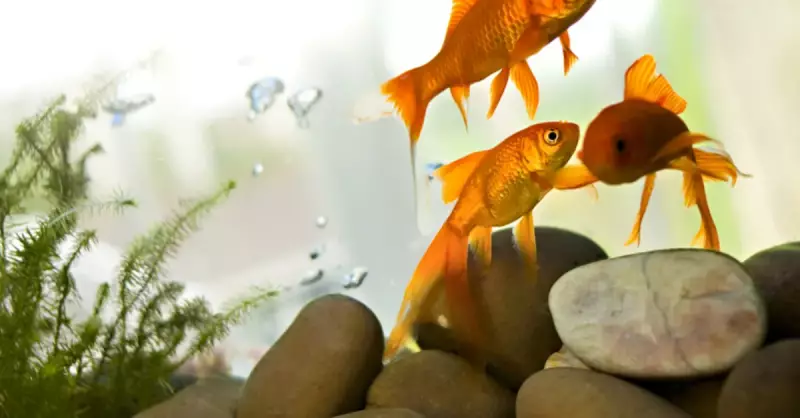 Akvaryum Suyu Değişimi Rehberi: Balıklar İçin İdeal Periyot ve Su Seçimi