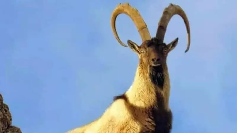 Erzincan'da Yaban Keçisi Vuran Kaçak Avcılara 970 Bin TL Rekor Ceza