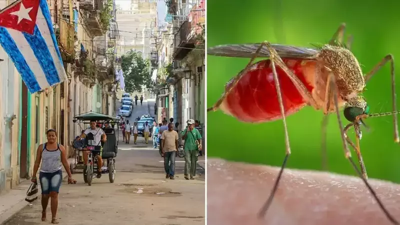 Küba'da Sivrisinek Salgını: 33 Can Kaybı, Çoğu Çocuk