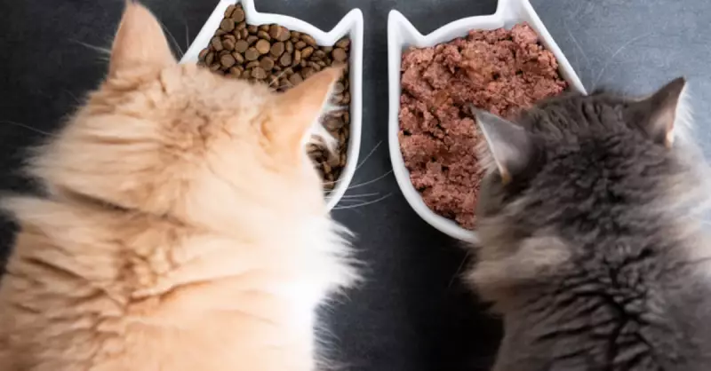 Kediler Tatlı Yer Mi? Çikolata ve Dondurmanın Tehlikeleri