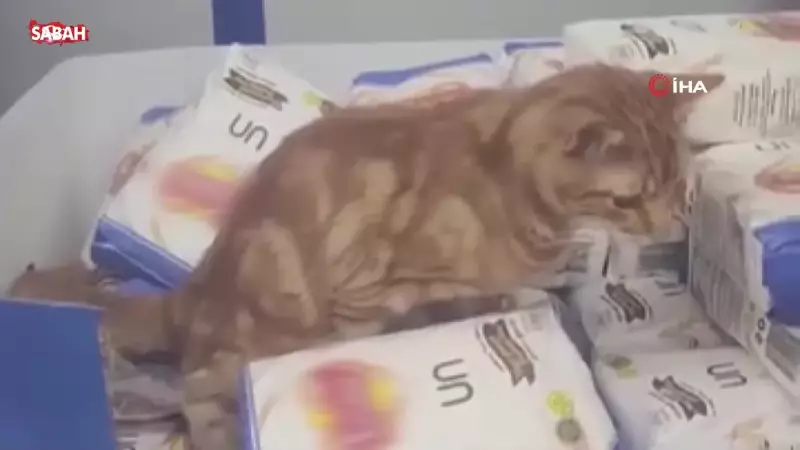 Sultangazi'de Zincir Market Skandalı: Un Paketlerine Tuvaletini Yapan Kedi