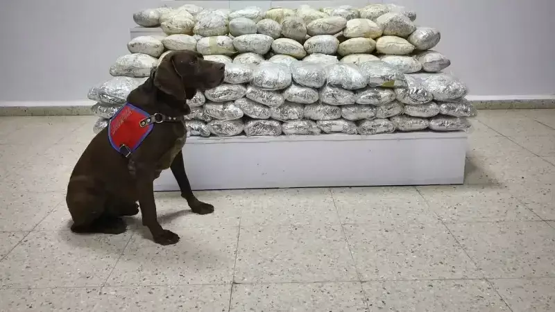 Van'da Arazide 60 Kilo Skunk Yakalandı: Operasyon Başarıyla Tamamlandı