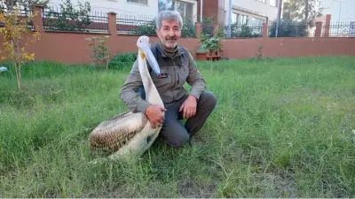 Adana'da Yaralı Pelikan ve Bakıcısının Kalpleri Isıtan Dostluğu