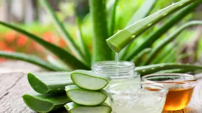 Aloe Vera Bakımı: Evde Yetiştirme, Sulama ve Budama Rehberi