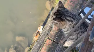 Anne Kedinin Çaresiz Bekleyişi: İtfaiye Yavruyu Çaydan Kurtardı