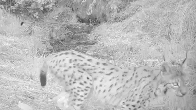 Antalya'da Fotokapana Yansıyan İki Vaşak Yavrusu Doğal Yaşamın Zenginliğini Gösterdi