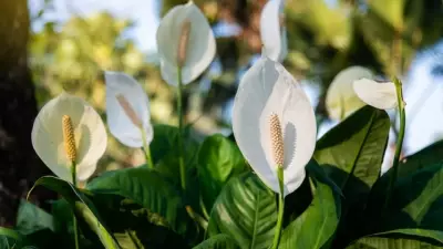 Barış Çiçeği Bakımı: Evde Yetiştirme ve Sulama Püf Noktaları