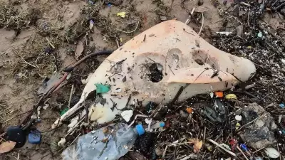 Bartın'da Sahile Vuran Yunus Cesedi: 3 Yavru da Kayıp