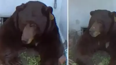 California'da Evinin Altında 200 Kiloluk Ayı Yaşıyor