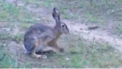 Edirne'de Fotokapan Yaban Tavşanlarını Yakaladı: 'Ben Daha Sempatiğim' Yarışı