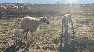 Erzincan'da Anne Koyun, Kuzusunu Köpekten Cesurca Korudu