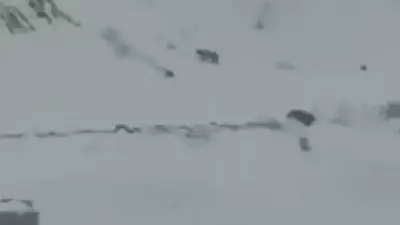 Iğdır'da Kar Yağışıyla Yiyecek Bulamayan 3 Vaşak Köye İndi