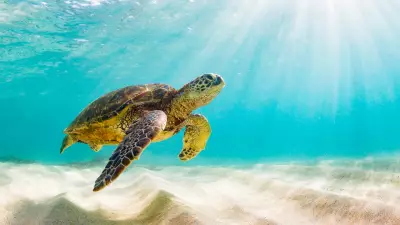 Kaplumbağalar Hakkında 10 Şaşırtıcı Gerçek: Başını Kabuğuna Sokabilir mi?