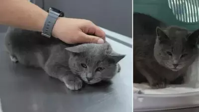 Kar Gezisinde Bulunan Kedinin Kalçasından Mermi Çıktı