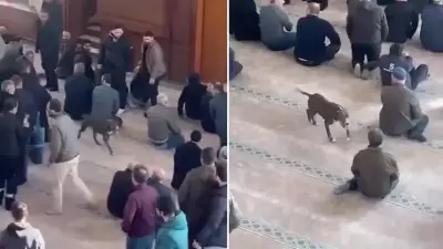 Kocaeli'de Cami İçinde Pitbull Panik! Sahibine Adli ve İdari İşlem