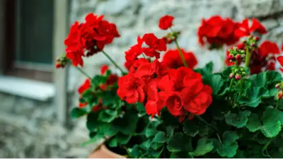 Sardunya Bakımı: Evde Canlı Renkler İçin 5 Adımda Doğru Yetiştirme