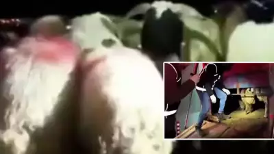 Siirt'te 29 Koyunun Karnında 54.6 Kg Metamfetamin Ele Geçirildi