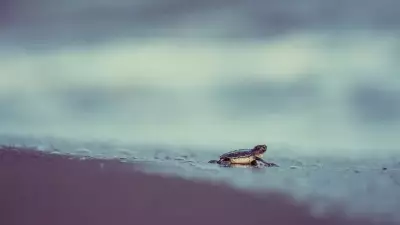 Türkiye'de 2025'te 106 Bin 348 Yavru Kaplumbağa Denize Ulaştı