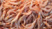 Karides Pişirme Rehberi: Dondurulmuş Karides Nasıl Yapılır?