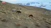 Nemrut Kalderası'nda Gizemli At Sürüsü: İki Mevsimin Buluştuğu Anlar