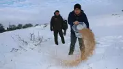 Sivas'ta Kışın Zor Şartlarında Yaban Hayvanlarına Yem Desteği