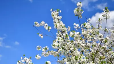 2026 Cemre Düşme Tarihleri Açıklandı: İlk Cemre 19 Şubat'ta