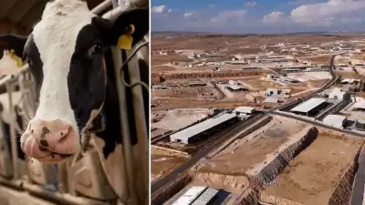 Şanlıurfa'ya 2 Milyar TL'lik Dev Besi Yatırımı: 150 Yeni İşletme Açılıyor