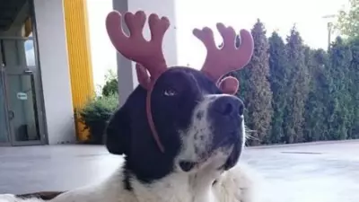 Matmazel'in Darp Edildiği Kesinleşti: Görevlilerin İş Akitleri Feshedildi