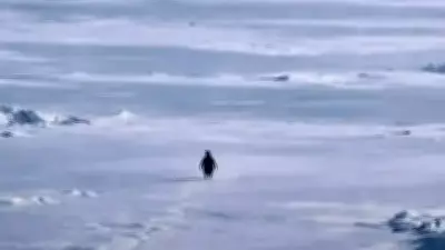 Sosyal Medyadaki Penguen Trendi Nihilizm Tehlikesini Gösteriyor