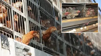 Yumurtacı Tavuklar İçin Alan Standartları Değişti: 550 cm²'den 400 cm²'ye