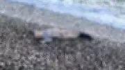 Küçükbahçe Sahilinde 5-6 Yaşında Erkek Çocuk Cesedi Bulundu