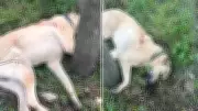 Zonguldak Ereğli'de Kangal Köpeği Av Tüfeğiyle Vuruldu, Şüpheli Gözaltında