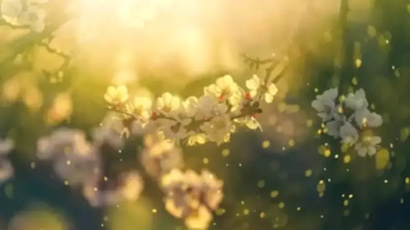 Baharın Müjdecisi İlk Cemre Düştü! İkinci Cemre Ne Zaman?