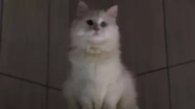 Ankara Kedisi Koruma Merkezi'nde 700'e Yakın Sahiplendirme Gerçekleştirildi