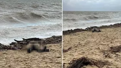 Ayvalık Sahilinde Kadın Cesedi Bulundu: Düzensiz Göçmen Olduğu İddiası