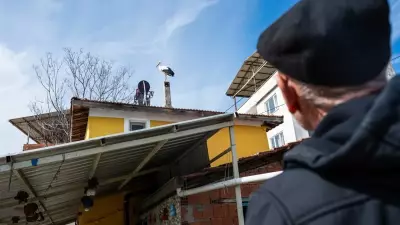 Balıkçı Adem Amca'nın Dostu Yaren Leylek'i Bekleyişi: Eşi Nazlı Rekor Kırdı