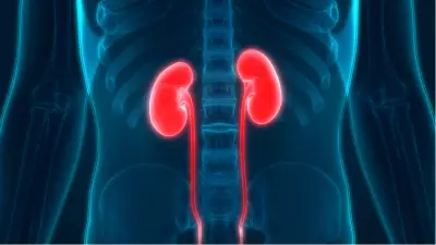 Böbrek Sağlığını Tehdit Eden Günlük Hatalar ve Korunma Yolları