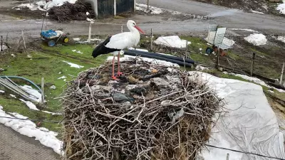 Bitlis'teki Leylek 3 Yıldır Göç Etmiyor, Köyün Maskotu Oldu