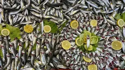 Bolu Pazarında Hamsi Yokluğu Sürüyor, Balıkçılar Şoklu Ürüne Karşı Uyarıyor