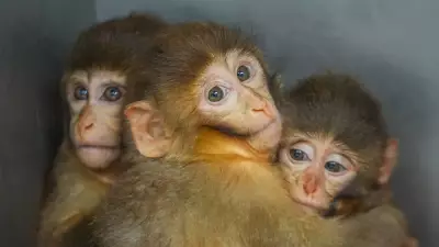 Bursa'da Yasa Dışı Barındırılan 3 Makak Yavrusu Kurtarıldı, Özenle Bakılıyor