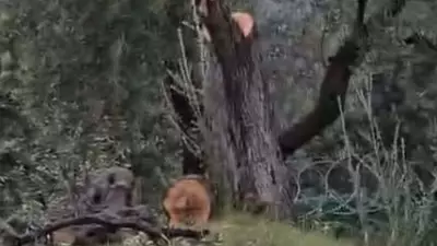 CHP'li Kılbey'e Zeytin Ağaçlarını Kestiği İçin 36 Bin Lira Para Cezası