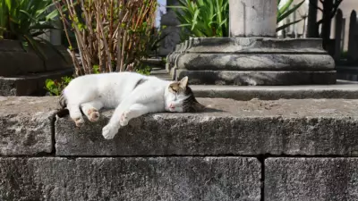 Dünya Kedi Nüfusu Sıralaması Açıklandı: Türkiye'nin Yeri Şaşırttı!