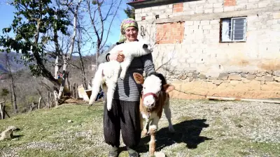 Giresun'da Sabire Teyze, Görme Engelli Buzağı ve Kuzusuna Şefkat Eli Uzatıyor