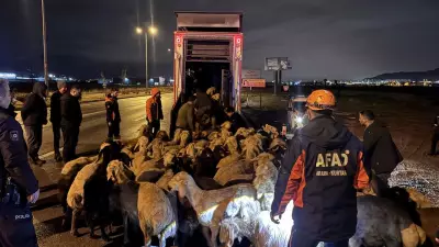 Kayseri'de Taşkın Riski: 200 Hayvan Güvenli Bölgeye Tahliye Edildi