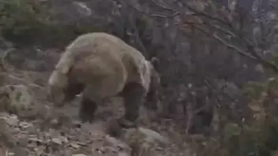 Kuş Gözlemcisinin Ayıyla Karşılaşma Anı: Soğukkanlılık Hayat Kurtardı